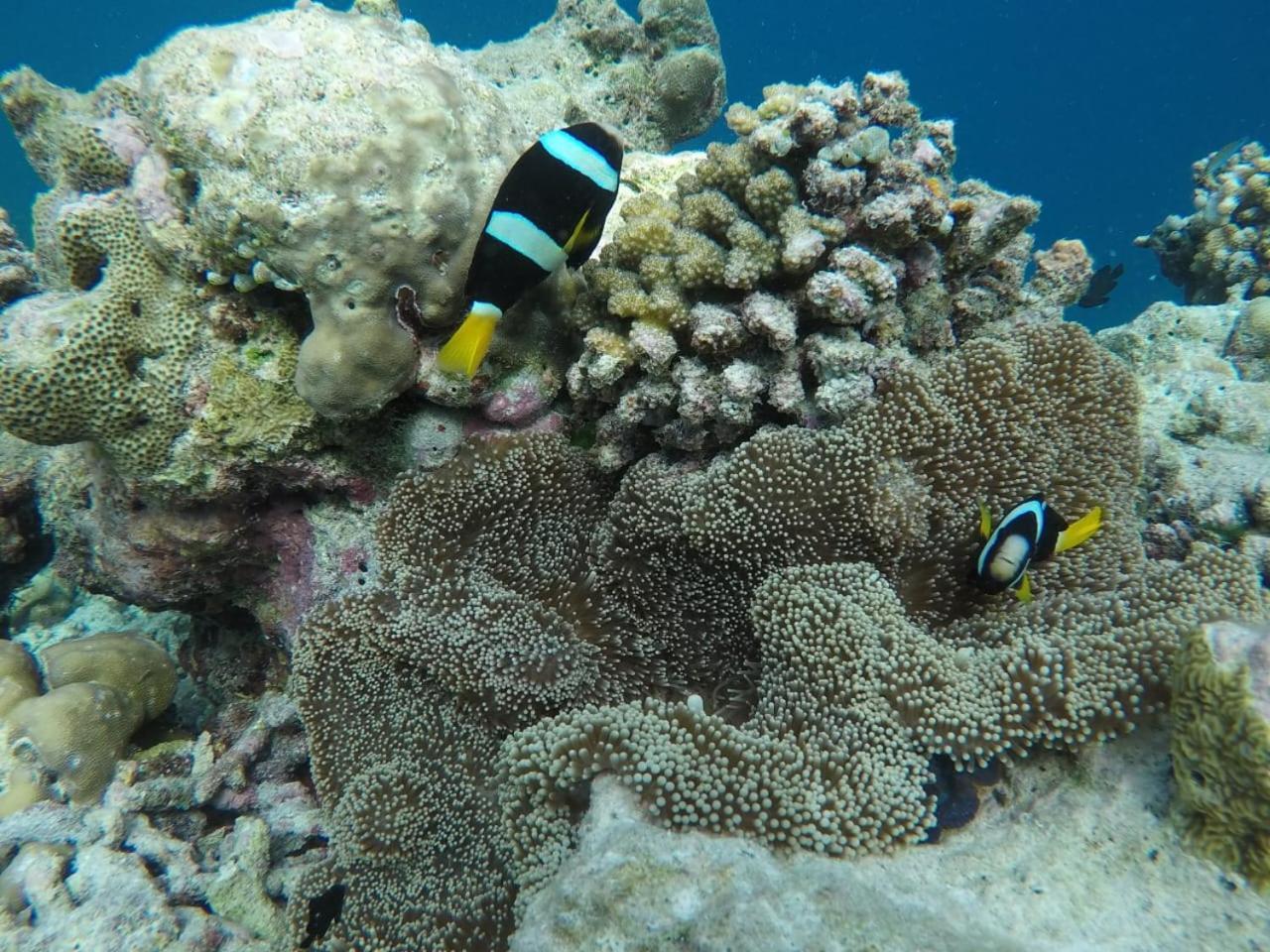 Moodhumaa Inn Guraidhoo  Bagian luar foto