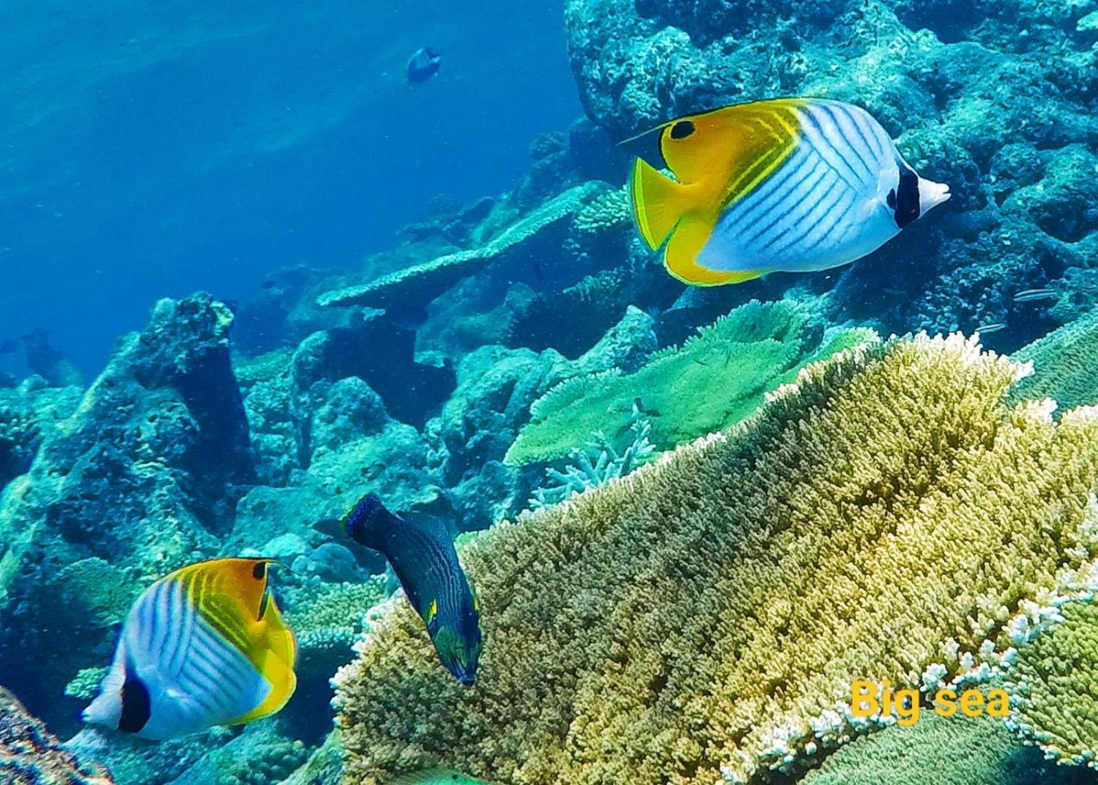 Moodhumaa Inn Guraidhoo  Bagian luar foto