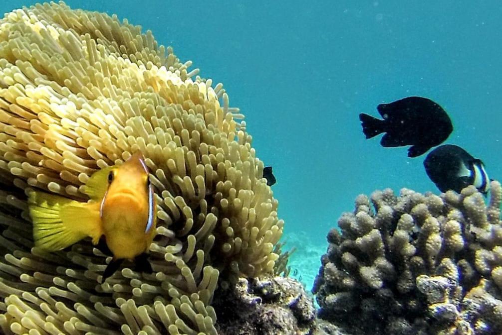 Moodhumaa Inn Guraidhoo  Bagian luar foto