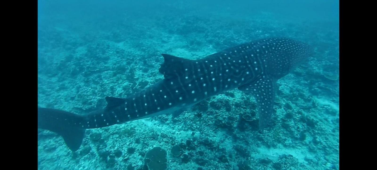 Moodhumaa Inn Guraidhoo  Bagian luar foto