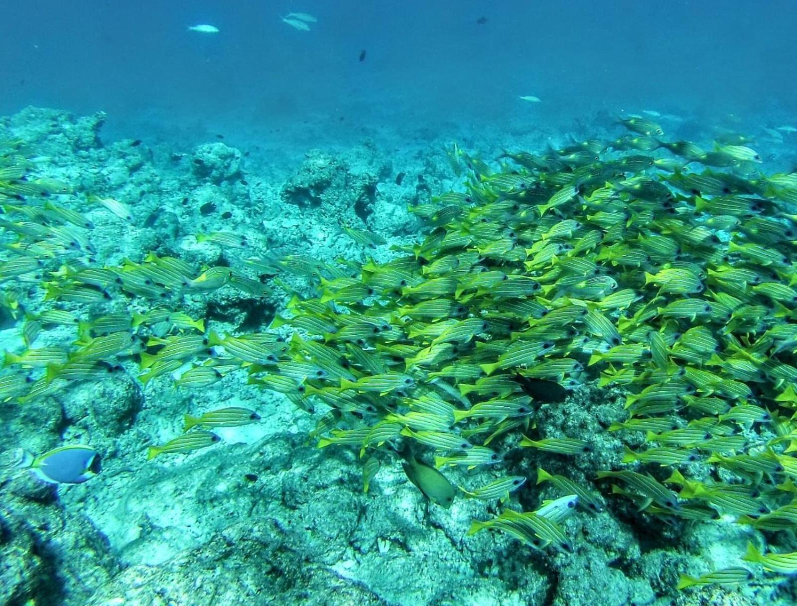 Moodhumaa Inn Guraidhoo  Bagian luar foto