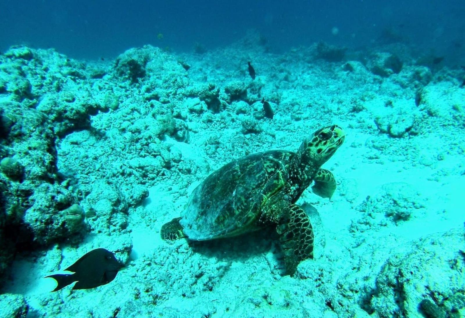 Moodhumaa Inn Guraidhoo  Bagian luar foto