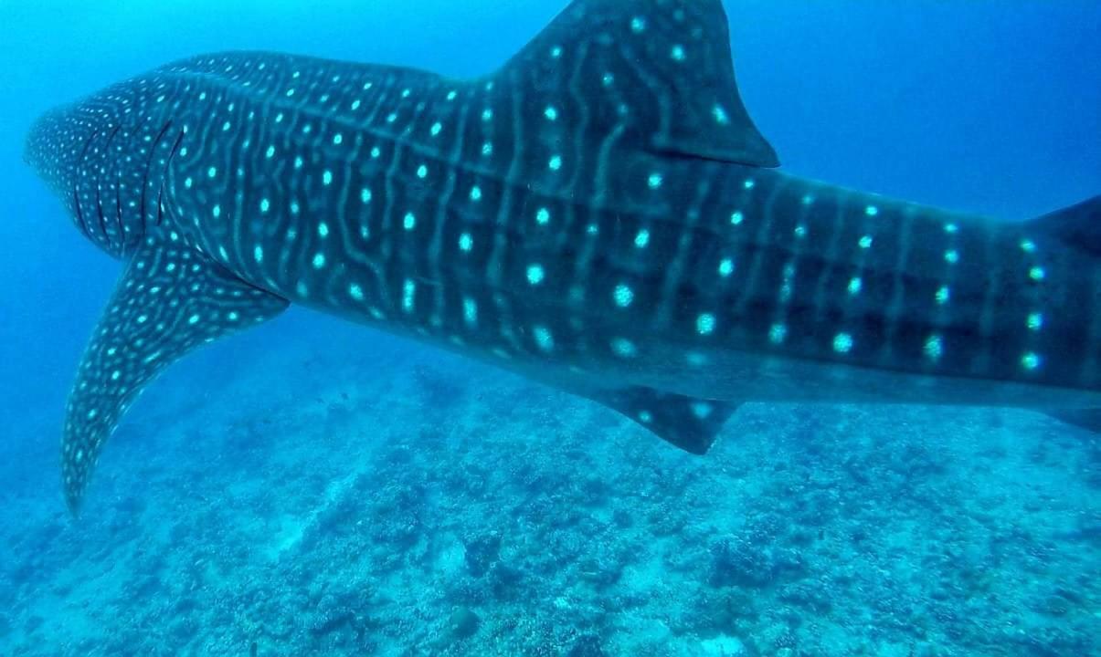 Moodhumaa Inn Guraidhoo  Bagian luar foto